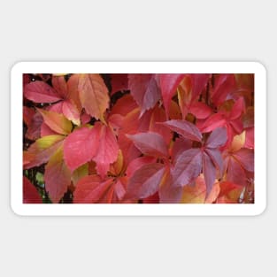 Red Autumn Leaves Sticker